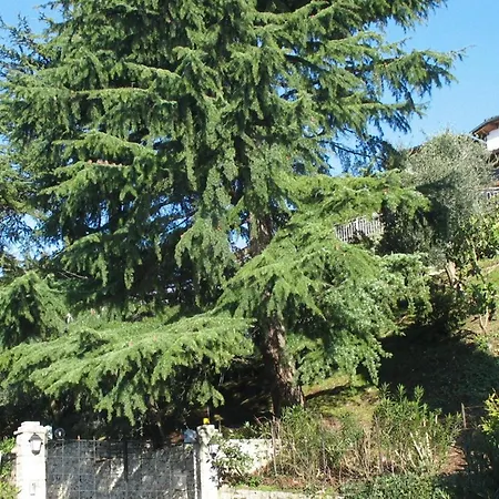 Margio 托里德尔贝纳科